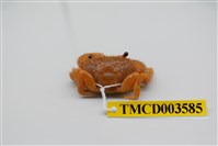 藏品(粗糙酋婦蟹)的圖片